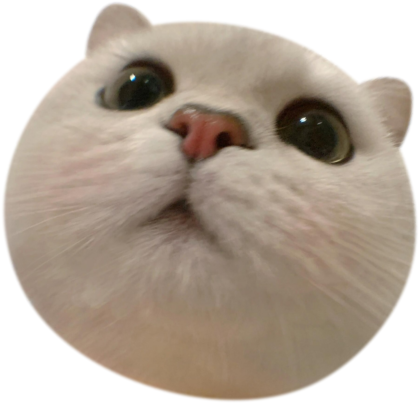 Silver British Shorthair 2 Phone Grip