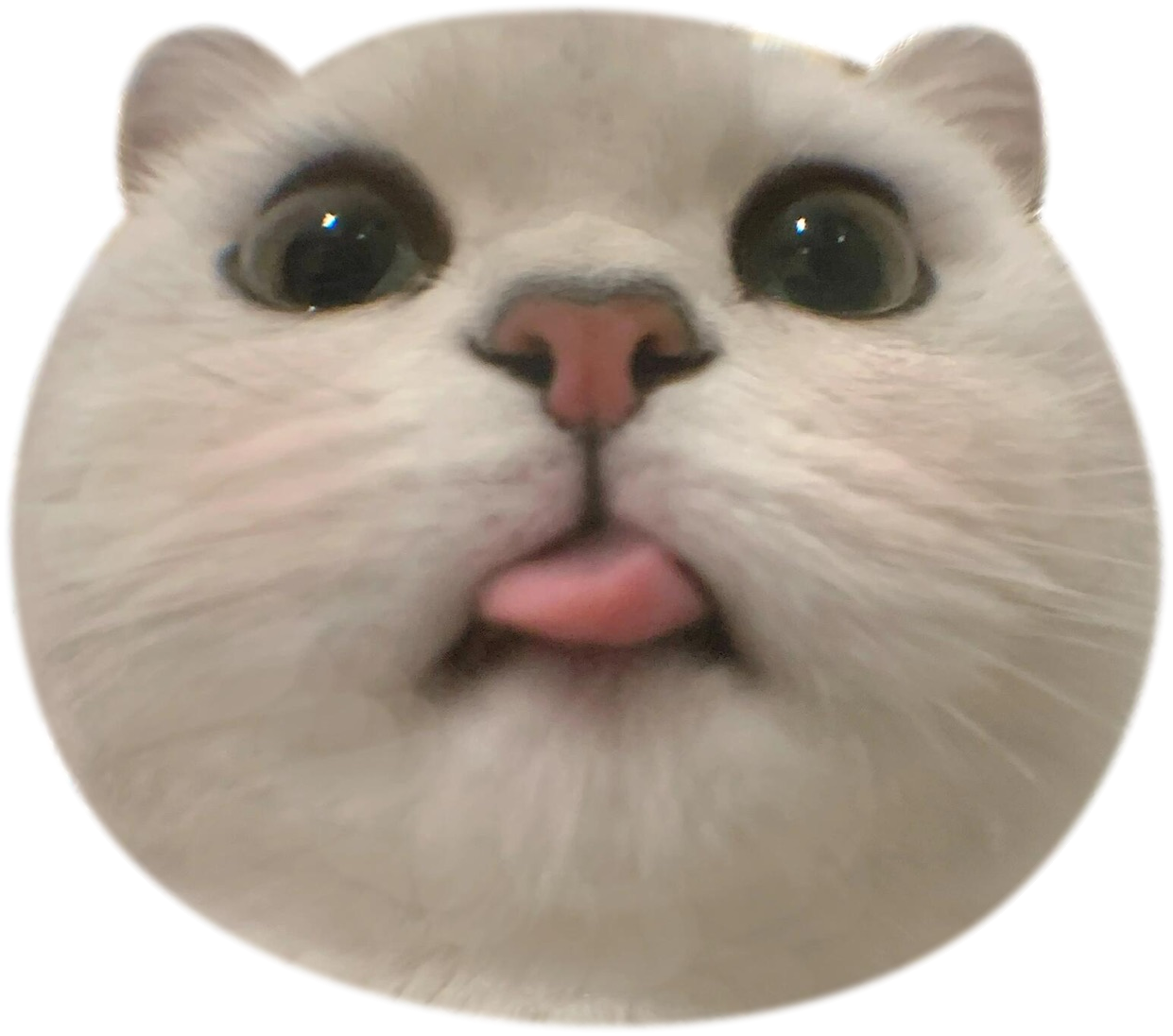 Silver British Shorthair 1 Phone Grip
