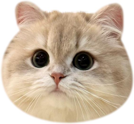 Golden British Shorthair Phone Grip